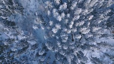 Bird view of winter forest with snowy trees in cold blue frozen nature in sunny evening Aerial view top-down