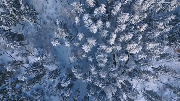 Вид Зимний Лес Снежными Деревьями Холодной Голубой Замерзшей Природе Солнечный — стоковое видео