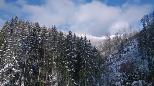 Літати Над Замерзлим Зимовим Лісом Сніжною Ялиною Красивому Сонячному Природному — стокове відео