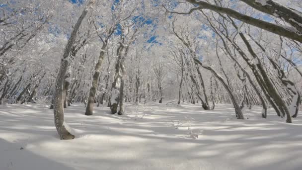Magica Foresta Invernale Bella Giornata Sole Inverno Innevato Montagne Natura — Video Stock