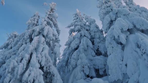 Look Blue Sky Frozen Winter Forest Mountains Snowy Spruce Trees — Video Stock