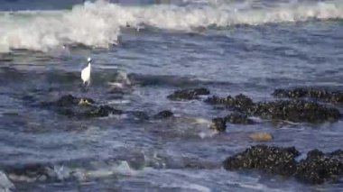 White heron bird stand and wave with wings in ocean coast water shore in sunny nature background, Natural wildlife of elegant bird animal