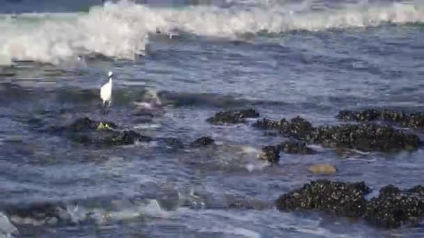 White Heron Bird Stand Wave Wings Ocean Coast Water Shore — Video Stock