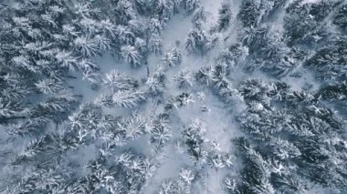 Bird view of frozen winter forest with snowy trees in cold nature. White natural panorama of outdoor adventure background