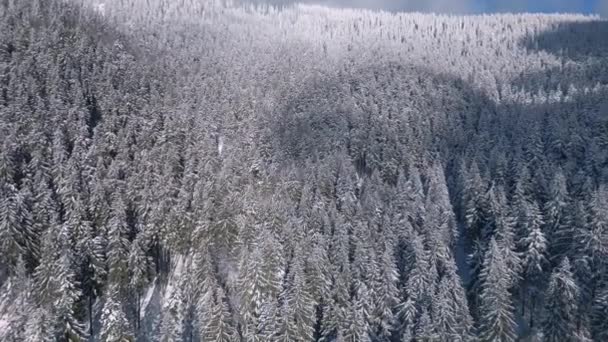 Vista Aérea Del Bosque Nevado Frío Soleado Paisaje Natural Invierno — Vídeos de Stock