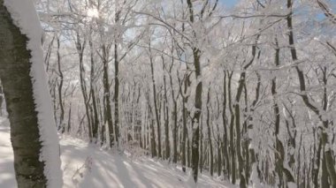 Panorama of beautiful winter forest with snowy trees in sunny day. Adventure tourism, Outdoor background 4k