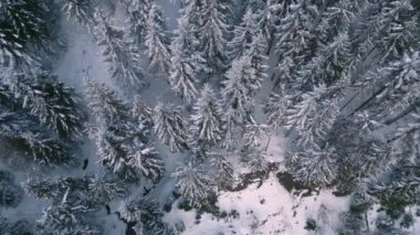 Fly down into the frozen forest in winter nature Aerial view Adventure Outdoor Background, Tilt up 4k video