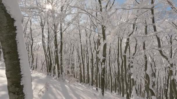 Panorama Beautiful Winter Forest Snowy Trees Sunny Day Adventure Tourism — Video Stock