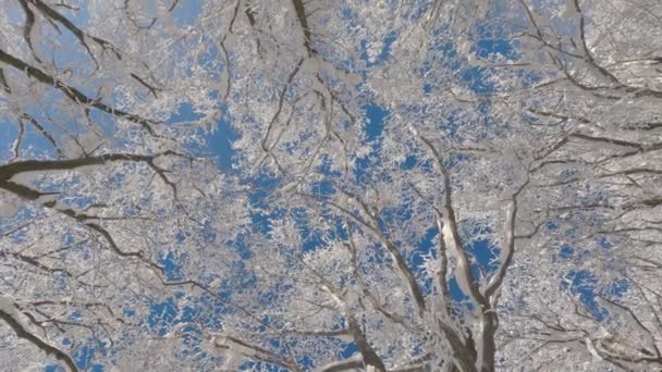Nézz Fel Gyönyörű Kilátás Fagyott Koronát Tetején Felé Kék Hideg — Stock videók