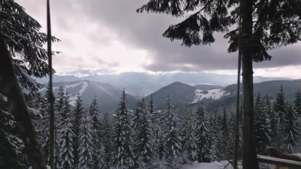Reveal Shot Trough Swing Winter Forest Nature Landscape Travel Background — Stock videók