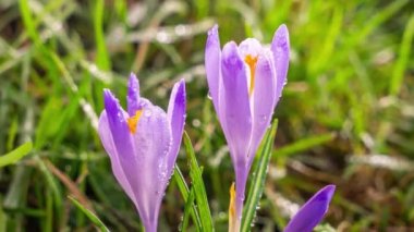 Close-up of violet crocus flowers blooming fast in fresh green meadow in spring morning Time lapse Background, Timelapse, Growing, 4K, Zoom in. 