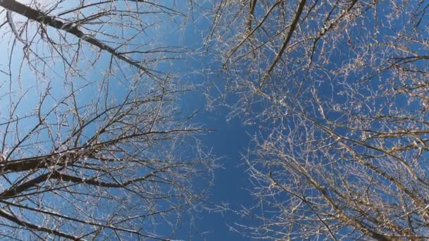 Κοιτάξτε Επάνω Στις Παγωμένες Χιονισμένες Κορυφές Δέντρων Κλαδιά Στο Δάσος — Αρχείο Βίντεο