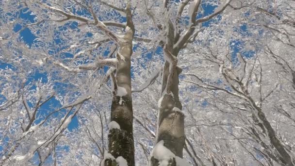 Подивіться Красиві Заморожені Дерева Корона Блакитного Сонячного Неба Зимовому Лісі — стокове відео