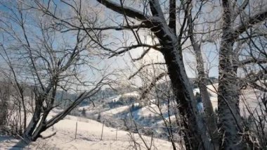 Sun is shining trough frozen tree branches in cold snowy winter nature at morning sunrise. Panoramic view of sunny snowy landscape. 