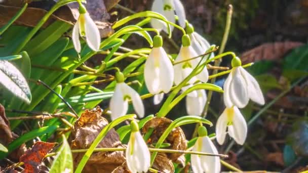 Time Lapse Close Snowdrops Flowers Blooming Fast Sunny Forest Nature — Stockvideo