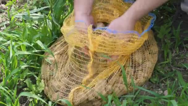 Mans Hands Picking Out Potatoes Yellow Bag Green Grassy Field — Vídeos de Stock