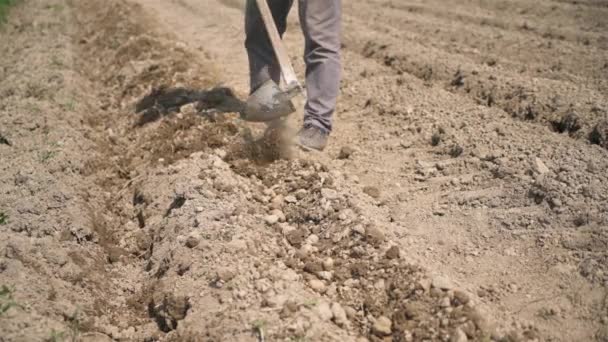 Mans Farmer Hands Manual Work Hoe Planting Potatoes Farm Field — 图库视频影像