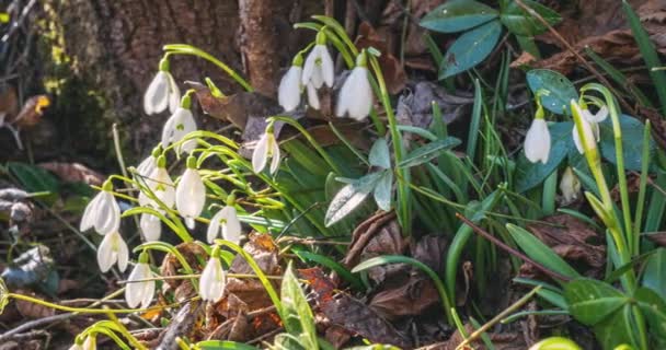 Time Lapse Snowdrops Flowers Blooming Fast Sunny Forest Nature Shadows — Vídeo de stock