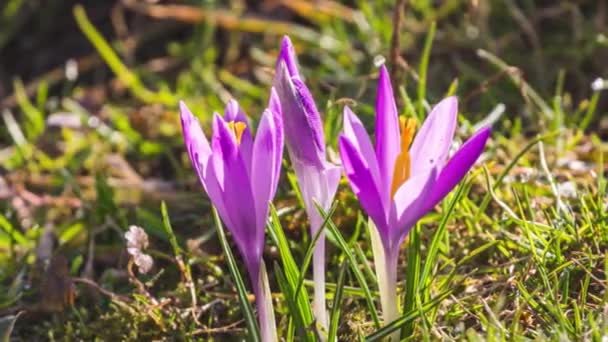 Весняні Квіти Крокус Цвітуть Сонячній Ранковій Природі Зеленому Трав Янистому — стокове відео