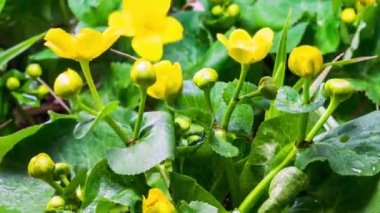 Bahar çiçeğinin güzel zamanlaması yeşil bataklıkta marigold caltha palustris, zaman akıp gidiyor 