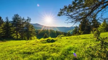 Sunset Time hızlandırılmış arkaplan. Bahar mevsiminde orman ve çimenli çayırlarla yeşil doğanın üzerinde güzel bir akşamda batıyor. Zaman Alanı, Panorama, Pan ve Eğik. 