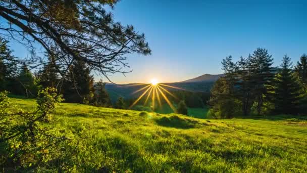 Волшебный Утренний Восход Солнца Свежезеленой Лесной Природе Голубым Небом Лучами — стоковое видео