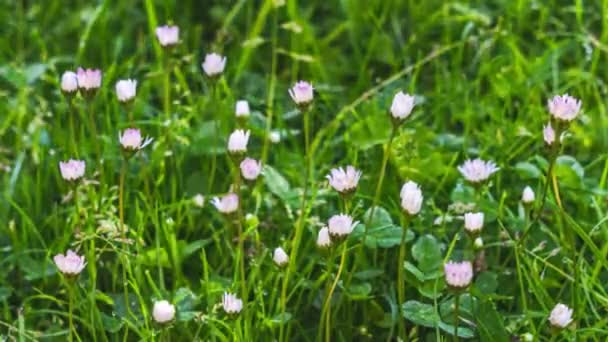 Lindas Flores Brancas Margarida Bellis Perennis Florescendo Jardim Gramado Verde — Vídeo de Stock