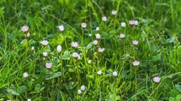 Pequenas Flores Brancas Margarida Bellis Perennis Florescendo Rapidamente Quintal Gramado — Vídeo de Stock