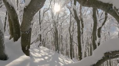 Güneşli kış dağlarında, karlı orman ağaçlarının güzel manzarası doğa ağacı. Sabit çekim, 4k broll turizm arka planı.