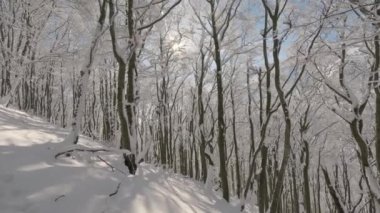 Güneşli kış dağlarında karla kaplı ağaçlarla kaplı güzel karlı bir orman. Ahşap doğa, turizm arka planı, sabit çekim 4K broll. 