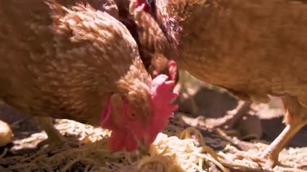 阳光明媚的日子里 自由放养的农村有机农场里的褐鸡饲料意大利面厨房食物浪费 — 图库视频影像