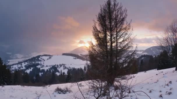 Magisches Licht Des Sonnenaufgangs Winter Wald Naturlandschaft Mit Neuschnee Fällt — Stockvideo