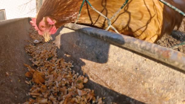 Huisdieren Kippen Voeren Graan Van Voerbak Biologische Boerderij Zonnige Dag — Stockvideo