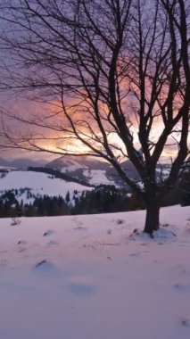Güneşli, güzel bir sabah manzarasında, karlı doğada, önplanda kiraz ağacıyla birlikte huzurlu bir güneşin doğuşunun dikey videosu. Sosyal medya hikayeleri 