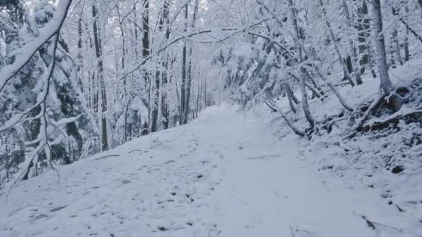Wandern Steadicam Aufgenommen Winter Waldweg Mit Gefrorenen Schneebedeckten Bäumen Kalter — Stockvideo