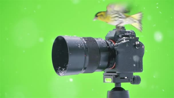 Şirin Sarı Kuş Siskin Finch Kışın Doğa Fotoğrafçılığında Yeşil Ekran — Stok video