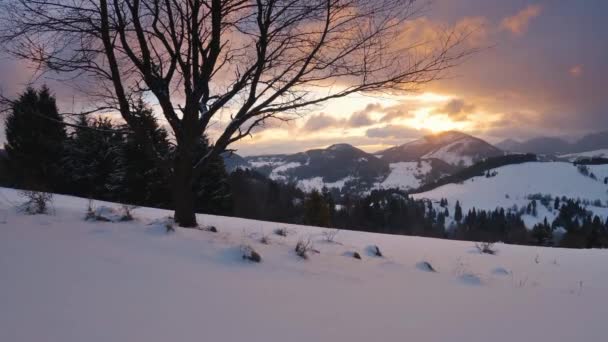 Golden Light Sunrise Natureza Congelada Inverno Com Silhueta Árvore Primeiro — Vídeo de Stock