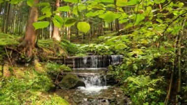 Crystal Mountain deresinin güzelliği, yeşil orman ortamında doğal arka planda hızla akıyor. Yavaş çekim 