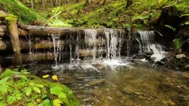 Piękno Małego Kaskady Wodospadu Krystalicznie Górskim Strumieniu Wody Zielonej Przyrody — Wideo stockowe