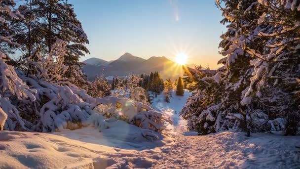 Magia Zima Zachód Słońca Nad Zamarzniętym Śnieżnym Lasem Natura Zimnych — Wideo stockowe