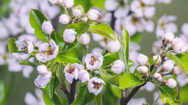 Timelapse Vita Blommor Blommar Snabbt Päron Frukt Träd Gren Frisk — Stockvideo