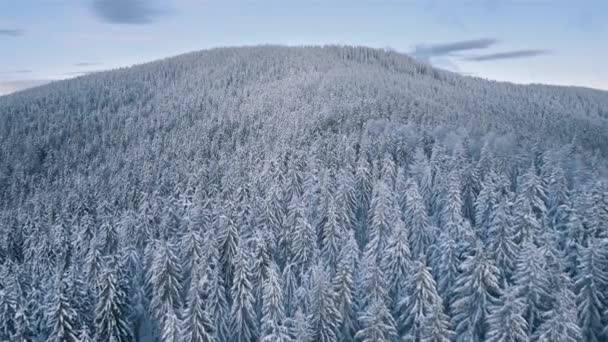 寒冷的冬季森林在寒冷的蓝色早晨的自然 北欧山区雪树的野生木景空中景观 — 图库视频影像