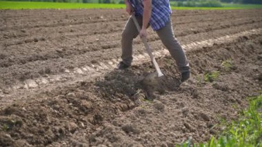 Mans Farmer çapa ile elle çalışır, organik doğal tarım arazilerindeki güneşli bahar doğasında çiftlik arazisine patates eker. Toprağı elle ekin.. 