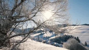 Güzel donmuş ağaç tacı kış kırsalında güneşli bir sabah Noel seyahati arka planında. Parlak güneş ışığı ile panoramik görünüm sabit hareket 