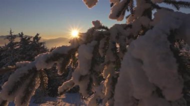 Dağlık ormanda, karlı ağaç dalları üzerinde kış gündoğumu. Donmuş manzarada huzurlu soğuk bir sabah, seyahat arka planı, sabit çekim. 