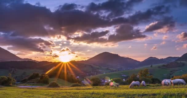 Прекрасний Час Заходу Сонця Проходить Над Зеленою Сільською Місцевістю Вівце — стокове відео