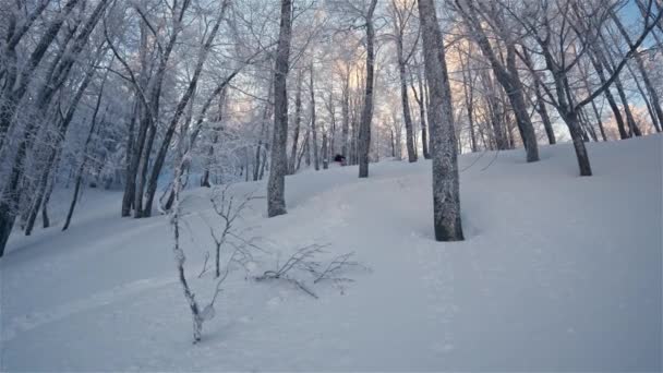 Slow Motion Skier Riding Freeride Skiing Frozen Snowy Forest Cold — Stock Video