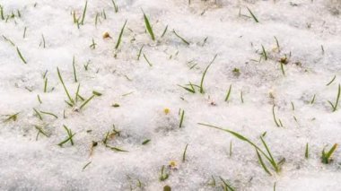 Beyaz papatya çiçekleriyle yeşil çayırlarda kar hızla eriyor. Baharın son döneminde Bellis Perennis çiçek açıyor. Baharda arka plan büyümesi 4k yüksek kaliteli videoda yavaş büyür