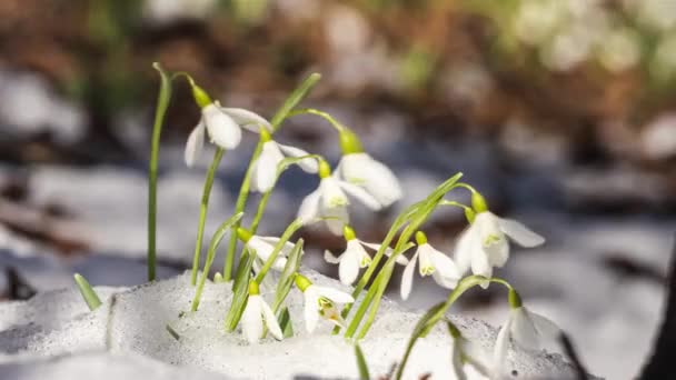 初春的时候 雪白的花朵绽放在风中闪耀 森林里的雪融化了 春天成长的背景 — 图库视频影像