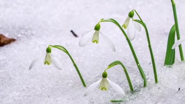 Крупный План Нежные Цветы Подснежника Цветут Снег Быстро Тает Лесном — стоковое видео